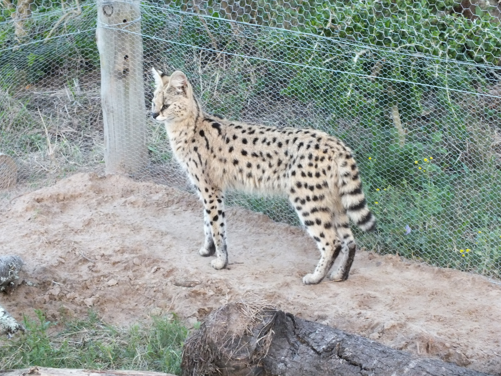 Serval enclosure sales